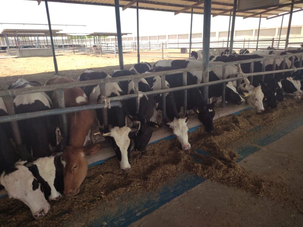 مزارع الإنتاج الحيواني الماشية الثروة الحيوانية scaled