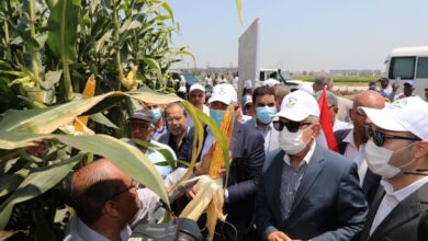 جولة وزير الزراعة في محافظة كفر الشيخ 5 Copy