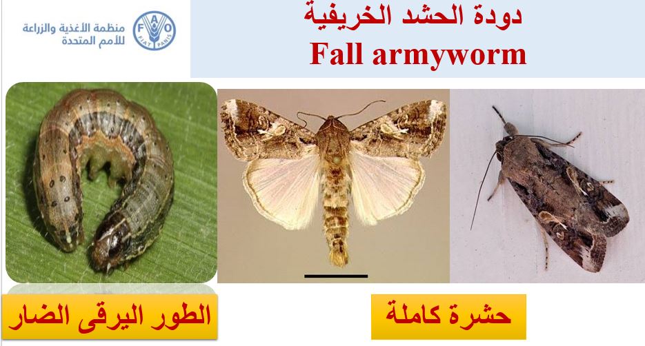 دودة الحشد الخريفية