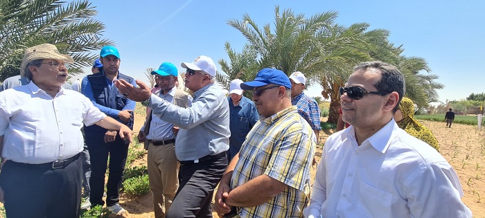 مشروع مشترك بين الفاو ووزارة الزراعة لزراعة محاصيل أكثر تحملا للجفاف بالوادي الجديد 4