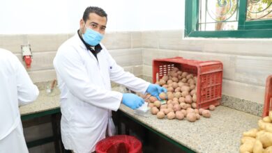 معامل مشروع العفن البني في البطاطس