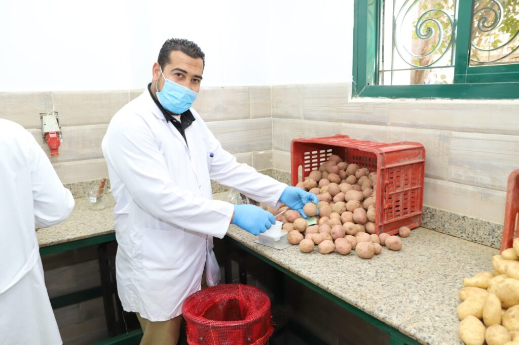 معامل مشروع العفن البني في البطاطس