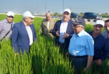 وزير الزراعة يتفقد صنف أرز سوبر 300 بمحافظة الغربية 3