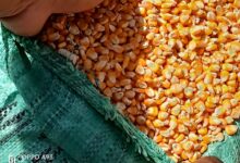 بدء موسم حصاد الذرة الصفراء لصالح الزراعة التعاقدية