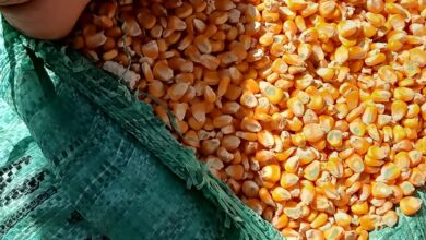 موسم حصاد الذرة الصفراء لصالح الزراعة التعاقدية
