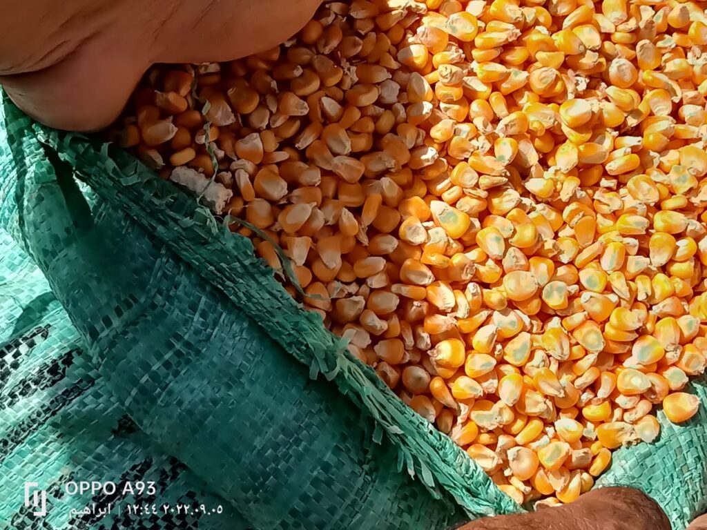 بدء موسم حصاد الذرة الصفراء لصالح الزراعة التعاقدية scaled