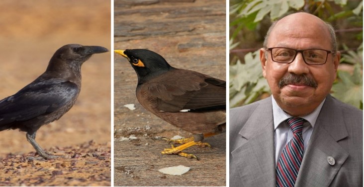 عاطف كامل والطيور الغازية
