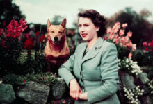 كلب الملكة اليزابيث الثانية