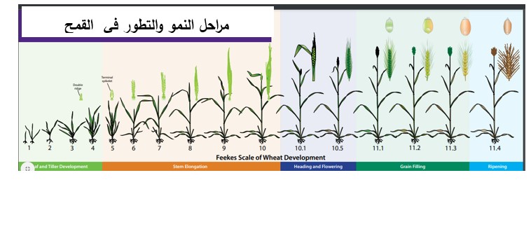 مراحل النمو في القمح