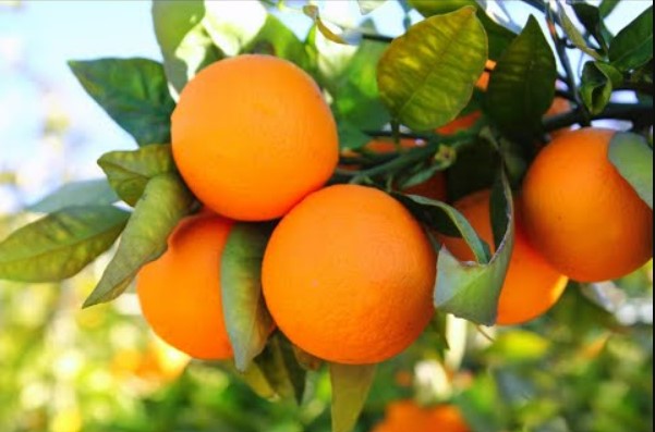 الموالح البرتقال