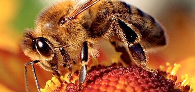 النحل في العالم Copy