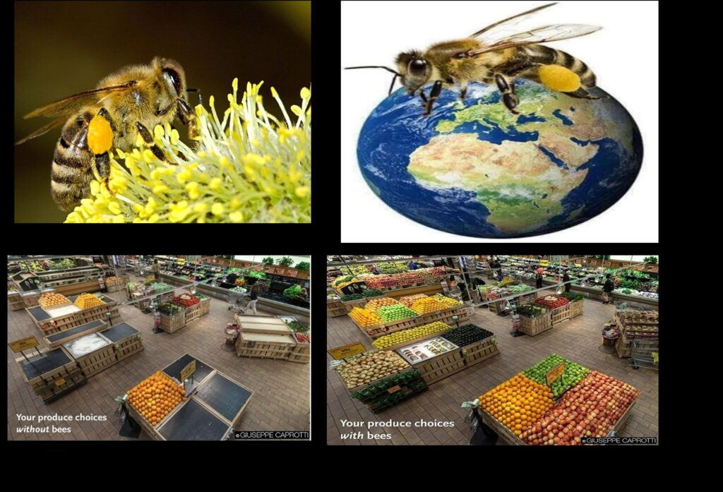 النحل والتغيرات المناخية scaled
