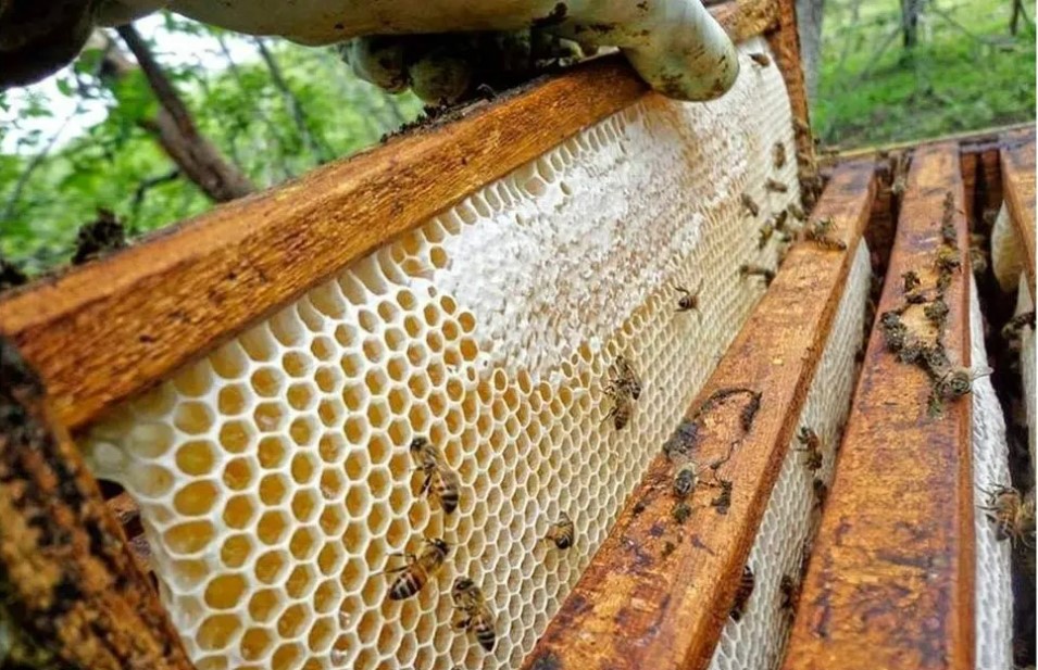 النحل عسل النحل