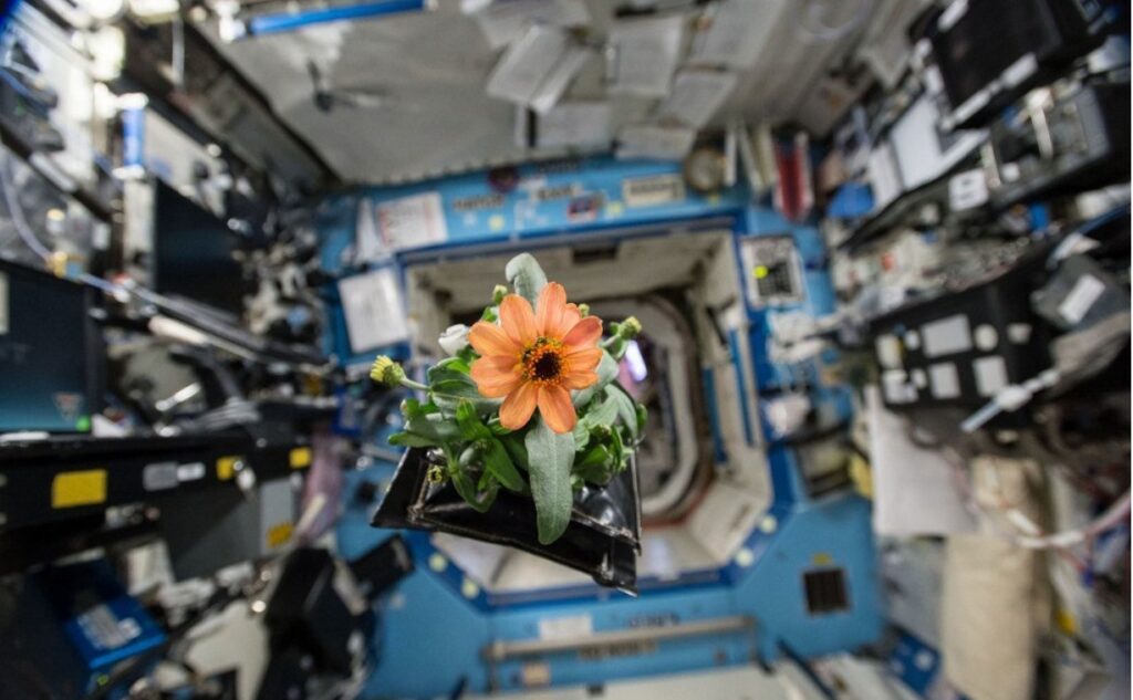 نباتات يتم تجربة زراعتها في الفضاء scaled