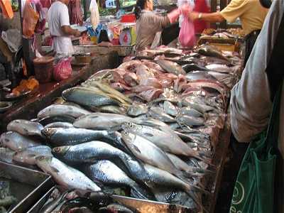 أسعار الأسماك اليوم للمستهلك