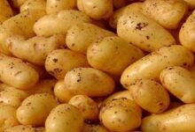 أسعار البطاطس اليوم في سوق العبور