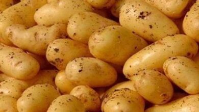 أسعار البطاطس اليوم في سوق العبور