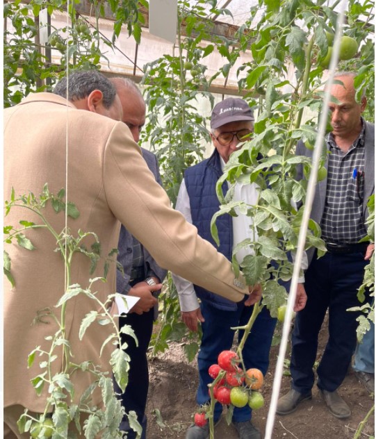 جولة رئيس مركز البحوث الزراعية في صوب إنتاج هجن الطماطم 1