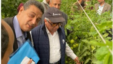رئيس مركز البحوث الزراعية في صوب إنتاج هجن الطماطم