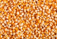 بكام سعر طن الذرة الصفراء في مصر 2022