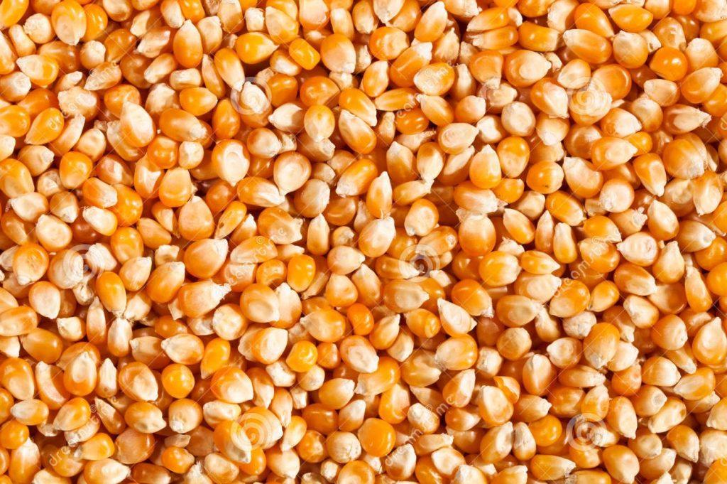 بكام سعر طن الذرة الصفراء في مصر 2022