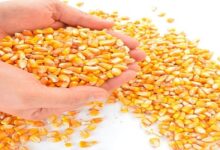 سعر طن الذرة الصفراء في مصر 2023 اليوم