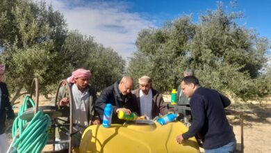 بحوث الصحراء ينظم ورشة عمل للنهوض بزراعات الزيتون في سيناء 1