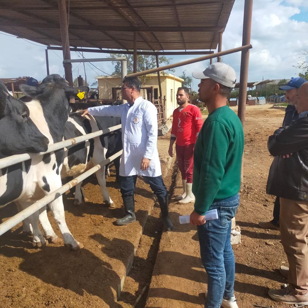 توطين سلالات الأبقار المستوردة من البرازيل في مصر
