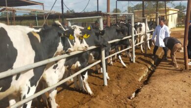 توطين سلالات الأبقار البرازيلية في مصر