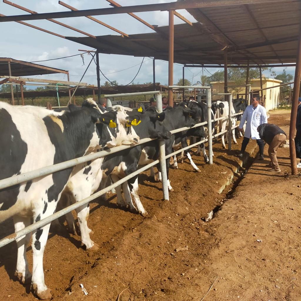 مشروع توطين سلالات الأبقار البرازيلية في مصر