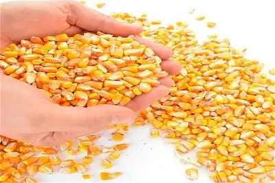 سعر طن الذرة الصفراء في مصر 2023