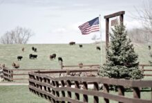 مزارع تربية المواشي بالولايات المتحدة ونصائح لتحقيق أعلى ربح في تربية العجول
