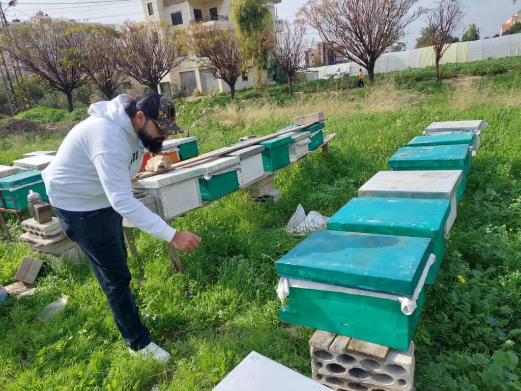 خلايا النحل في لبنان 1 scaled
