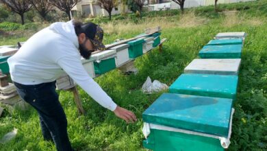 خلايا النحل في لبنان