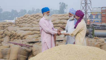 محصول القمح في الهند