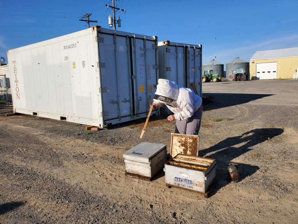 أحد علماء تربية النحل في جامعة ولاية واشنطن ، يعد بنكًا لملكات النحل بالقرب من الثلاجات حيث تم تخزين البنوك. حقوق الملكية: براندون هوبكنز ، جامعة ولاية واشنطن