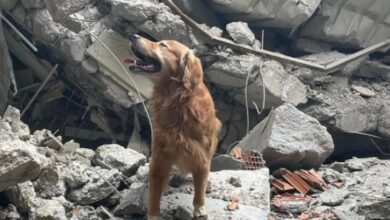 انقاذ كلبة من تحت انقاض زلزال تركيا