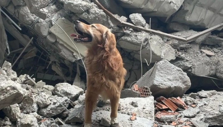 انقاذ كلبة من تحت انقاض زلزال تركيا