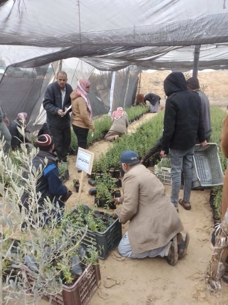 توزيع شتلات اللوز علي مزارعي شمال سيناء 7 scaled