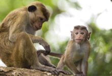 القرود في سري لانكا