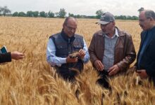 وفد فني من وزارة الزراعة يتفقد حالة محصول القمح