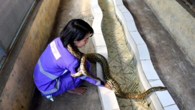 أميرة الثعابين في ميانمار تنقذ السكان من الأفاعي