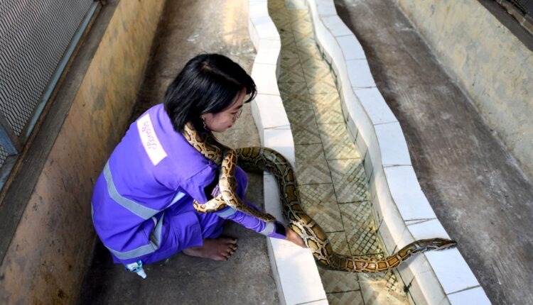 أميرة الثعابين في ميانمار تنقذ السكان من الأفاعي