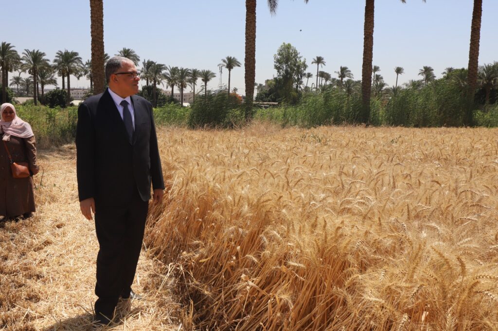 الدكتور سامح عبدالفتاح عميد كلية الزراعة جامعة القاهرة يتفقد زراعات القمح scaled