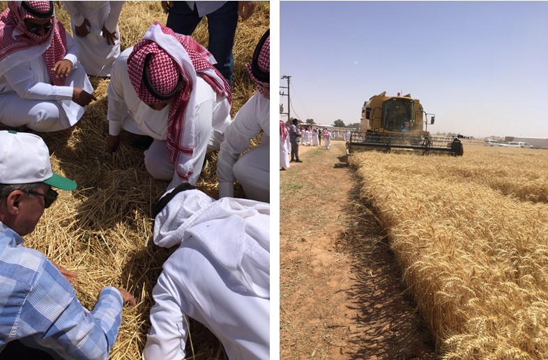 برنامج الحبوب في السعودية