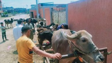 تحصين الماشية في دمنهور