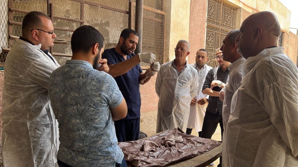 تدريب البيطريين المصريين والعرب في معهد التناسليات الحيوانية scaled