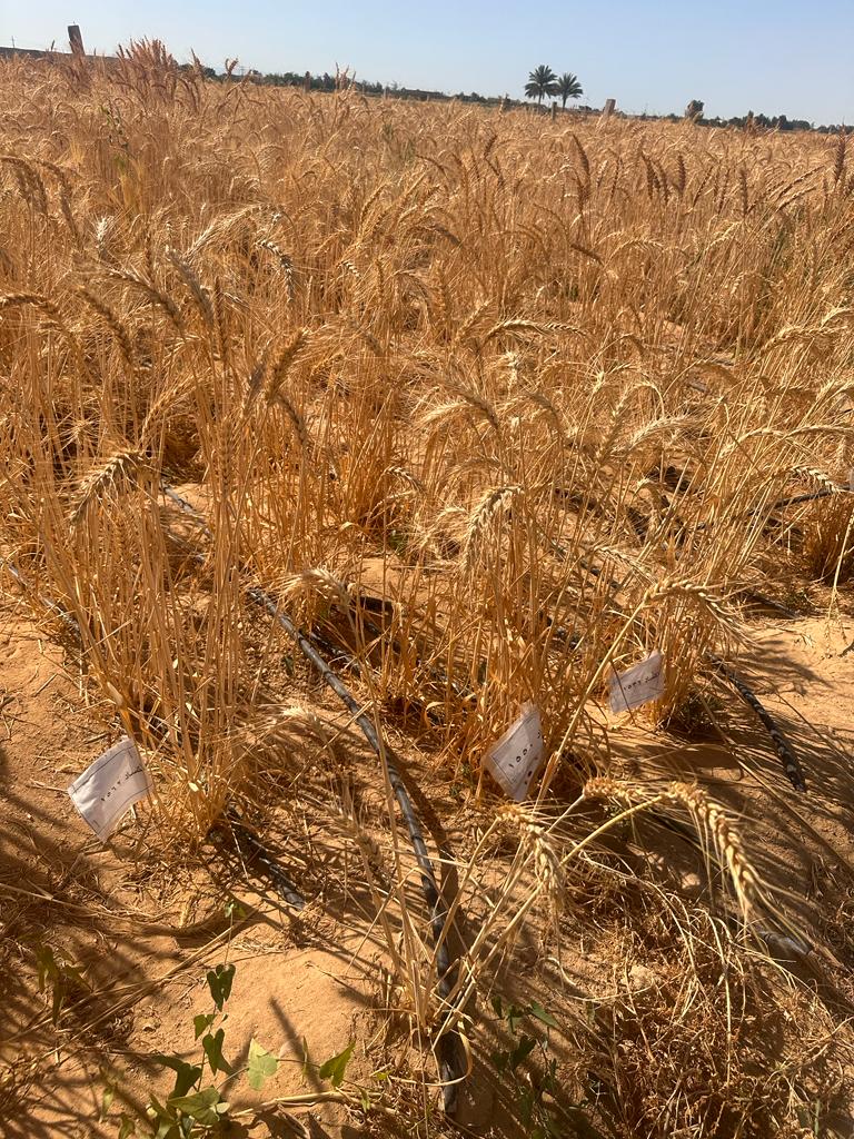 تقييم أصناف أكساد من القمح في جنوب سيناء 1