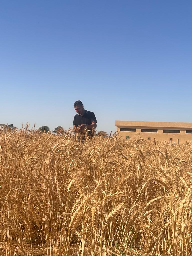 تقييم أصناف أكساد من القمح في جنوب سيناء 2