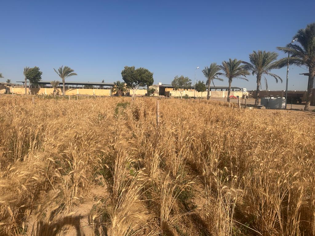 تقييم أصناف أكساد من القمح في جنوب سيناء 5